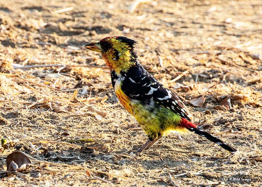 Crested Barbet