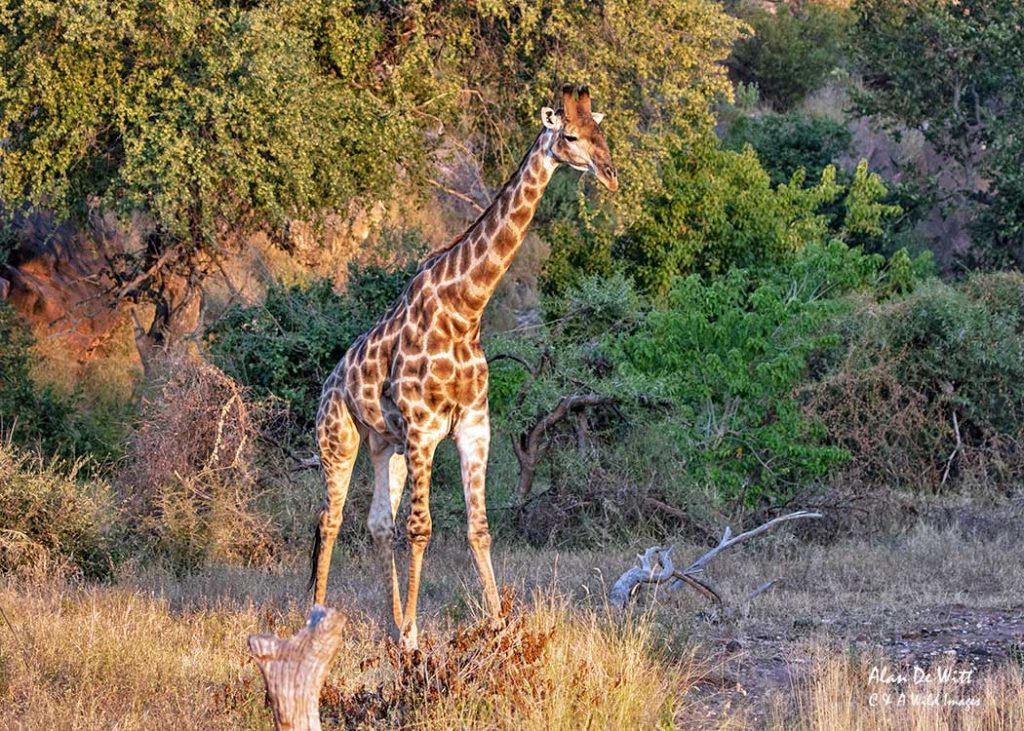 Giraffe caught in evening light