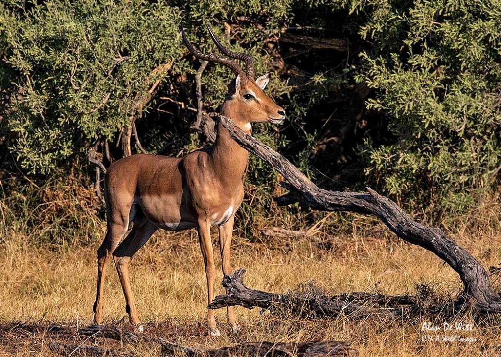 Impala