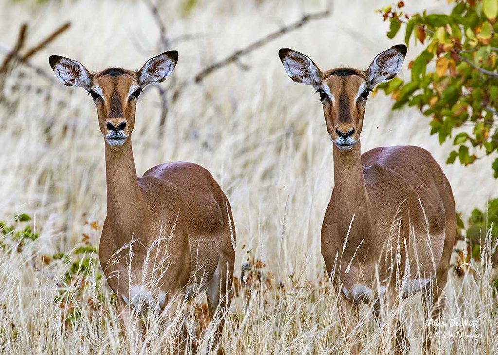 Impala
