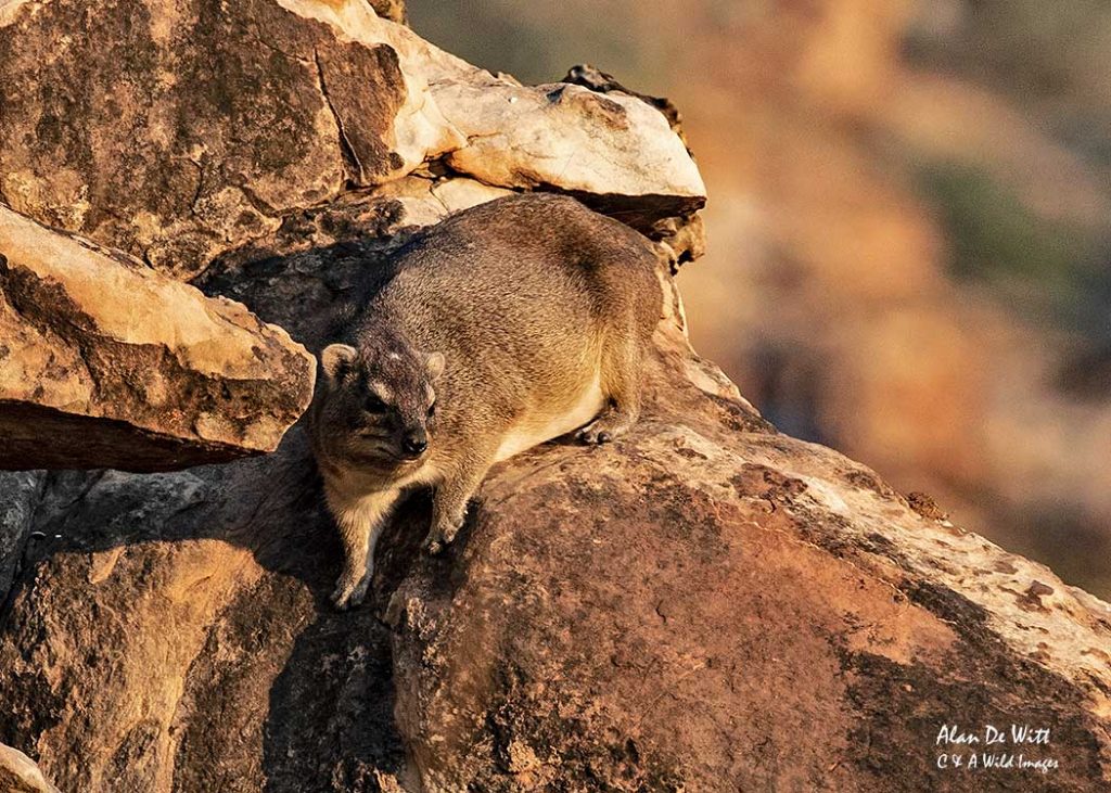 Rock Hyrax.