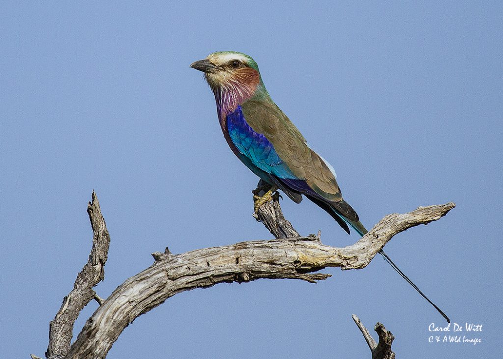 Lilac Breasted Roller