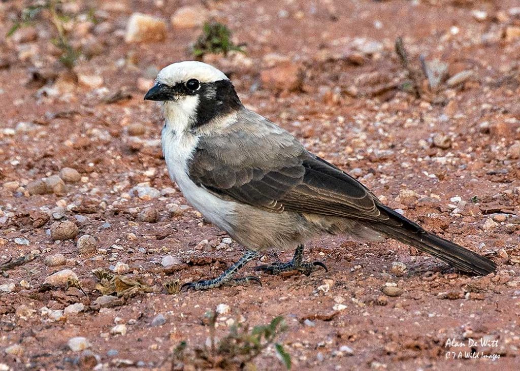 Southern White-crowned Shrike
