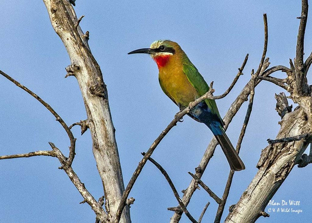 White-Breasted Bee Eater