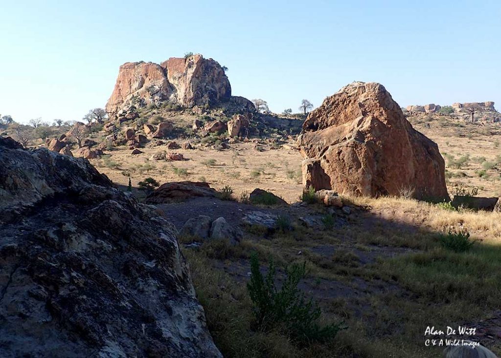 View of Jackal Mountain  in the heart of Mapungubwe NP 