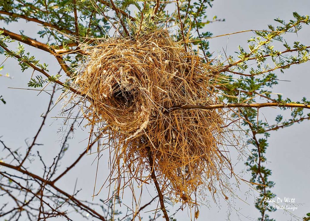 White browed sparrow weaver nest