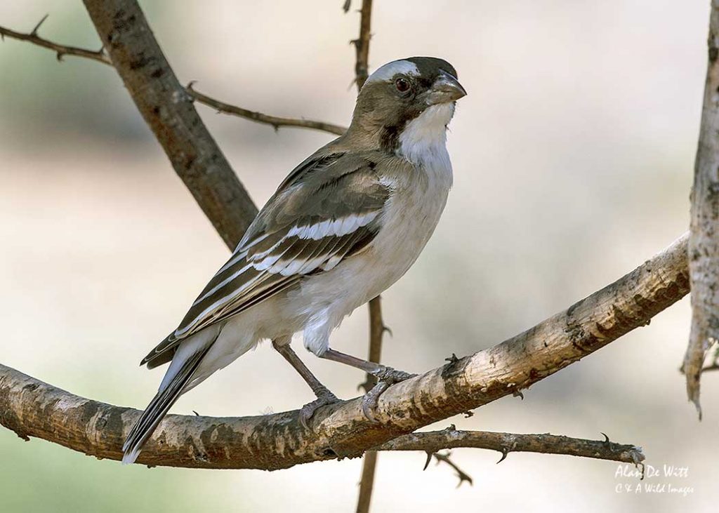 White-browed Sparrow Weavers