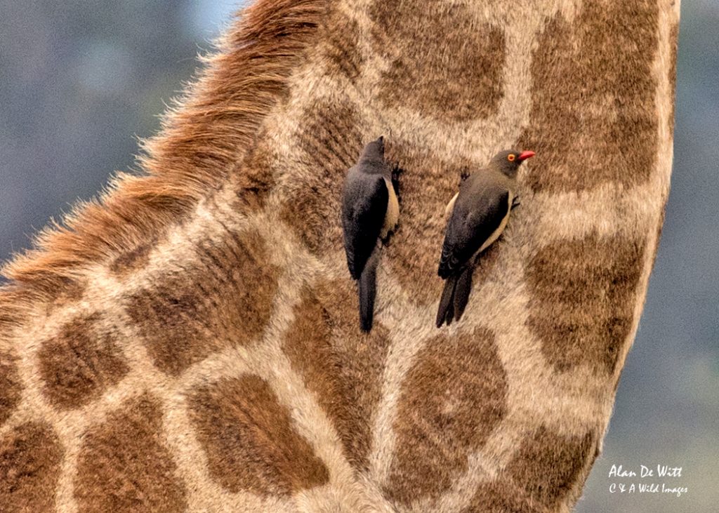 Yellow-billed-oxpeckers feeding on Giraffe's neck