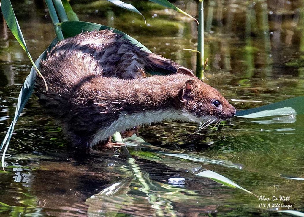 Stoat hunting at the Paul Johnson, scrape hide