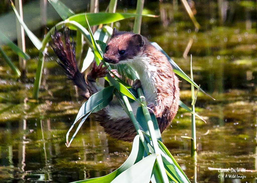Stoat 