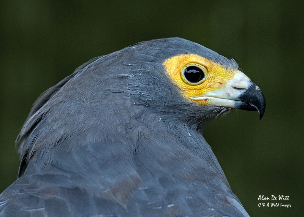 African Harrier Hawk