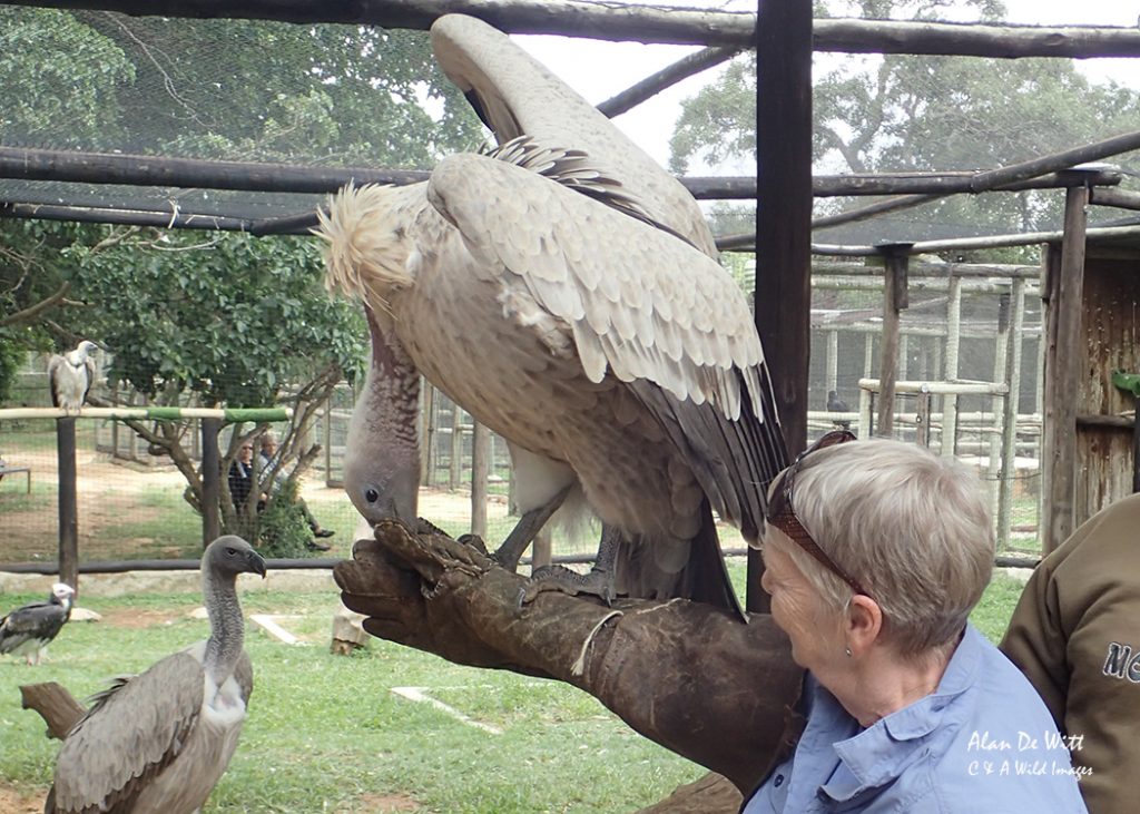 Carol feeding Vulture