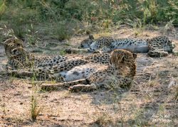 Karongwe – Day Three