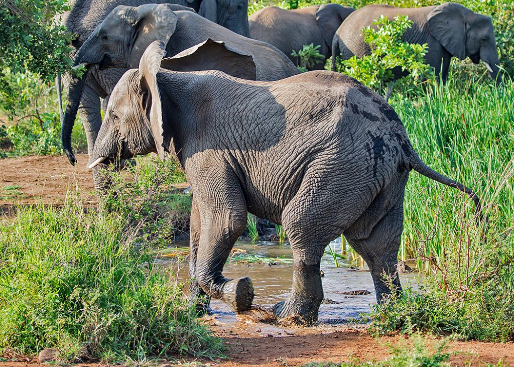 Elephant Calf