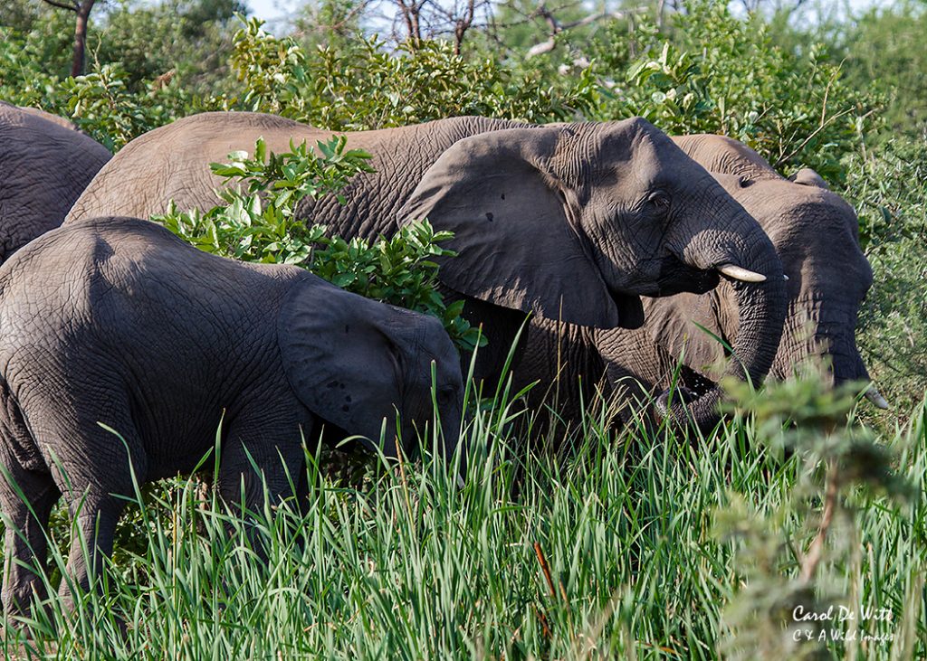 Elephant Family at the waterhole