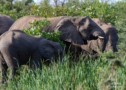 Karongwe – Day Two