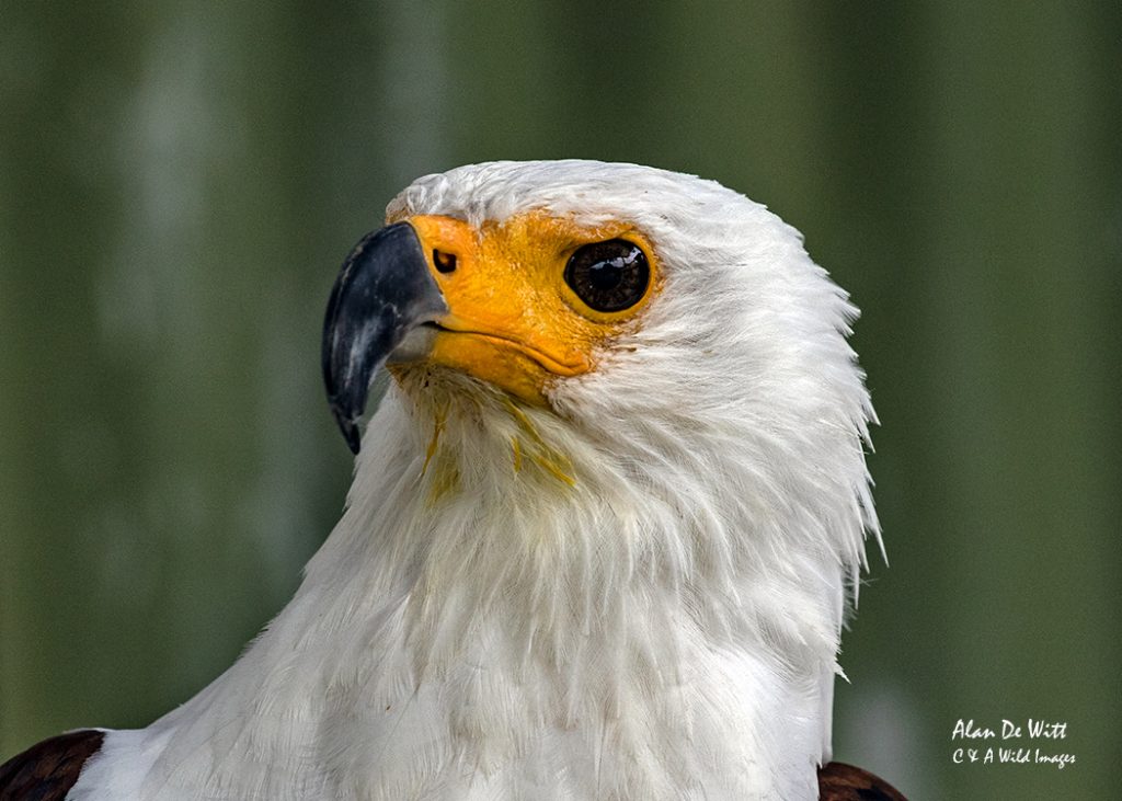 African Fish Eagle