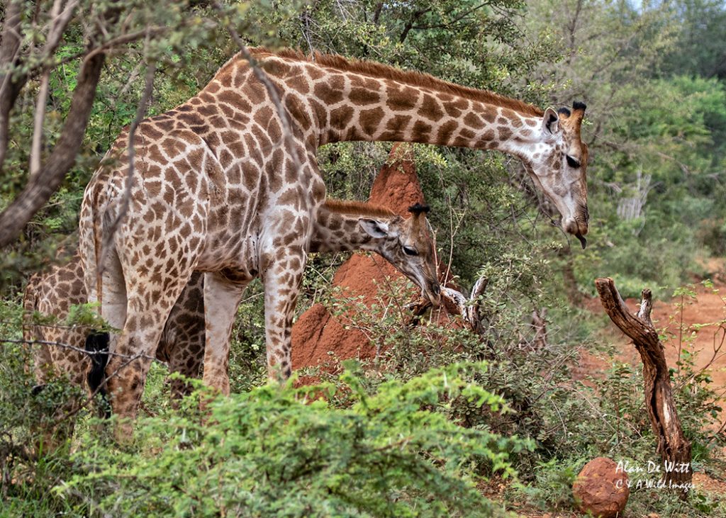 Giraffe and calf