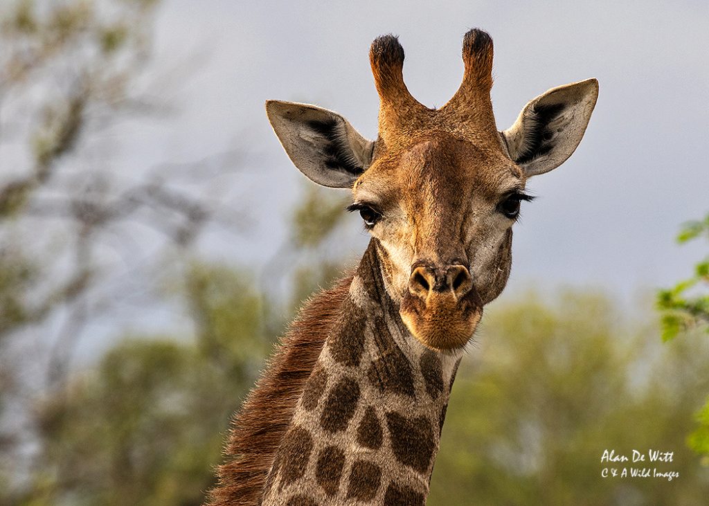 Giraffe
