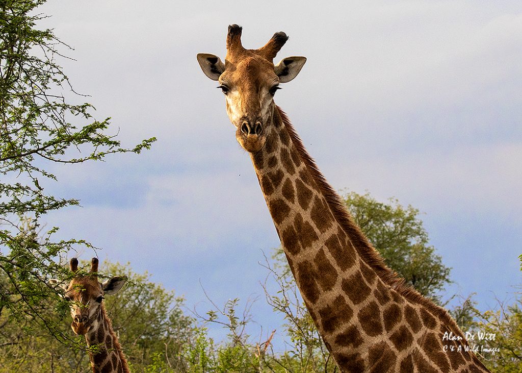 Giraffe