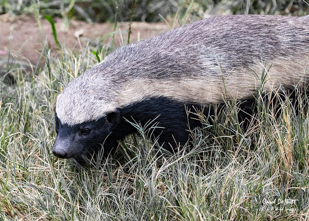  Stoeffel the Honey Badger 