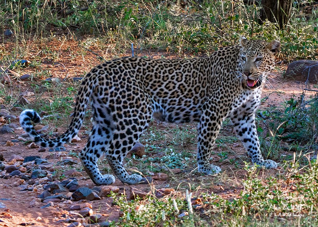 Leopard  at karongwe game reserve