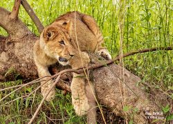 Karongwe – Day one