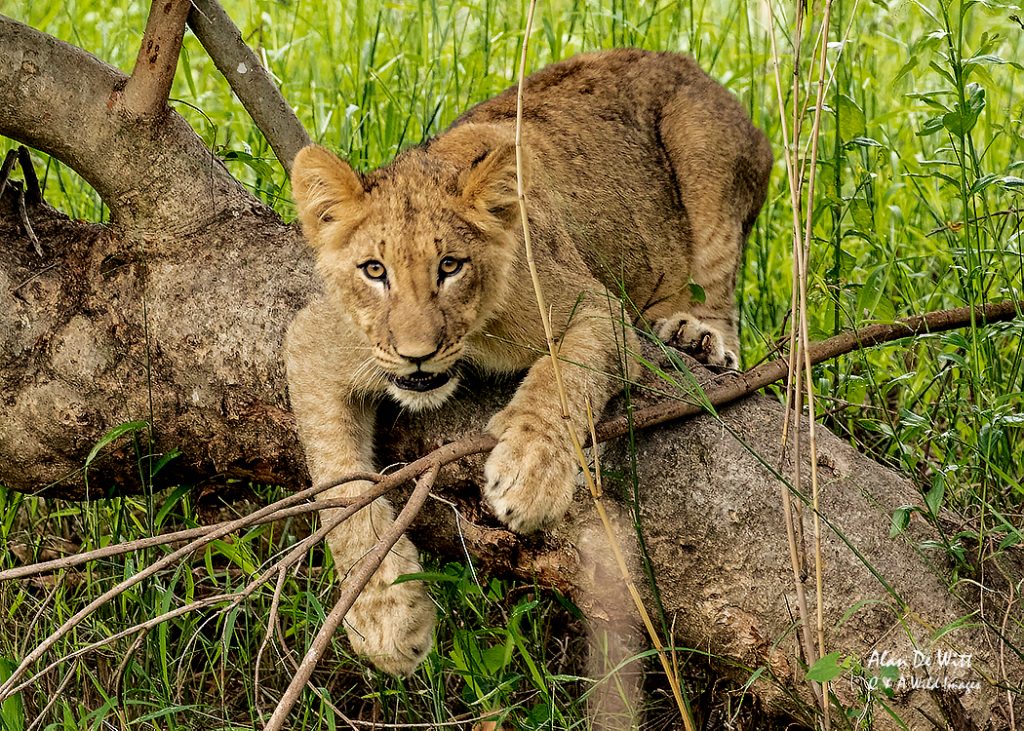 Cubs practicing hunting techniques