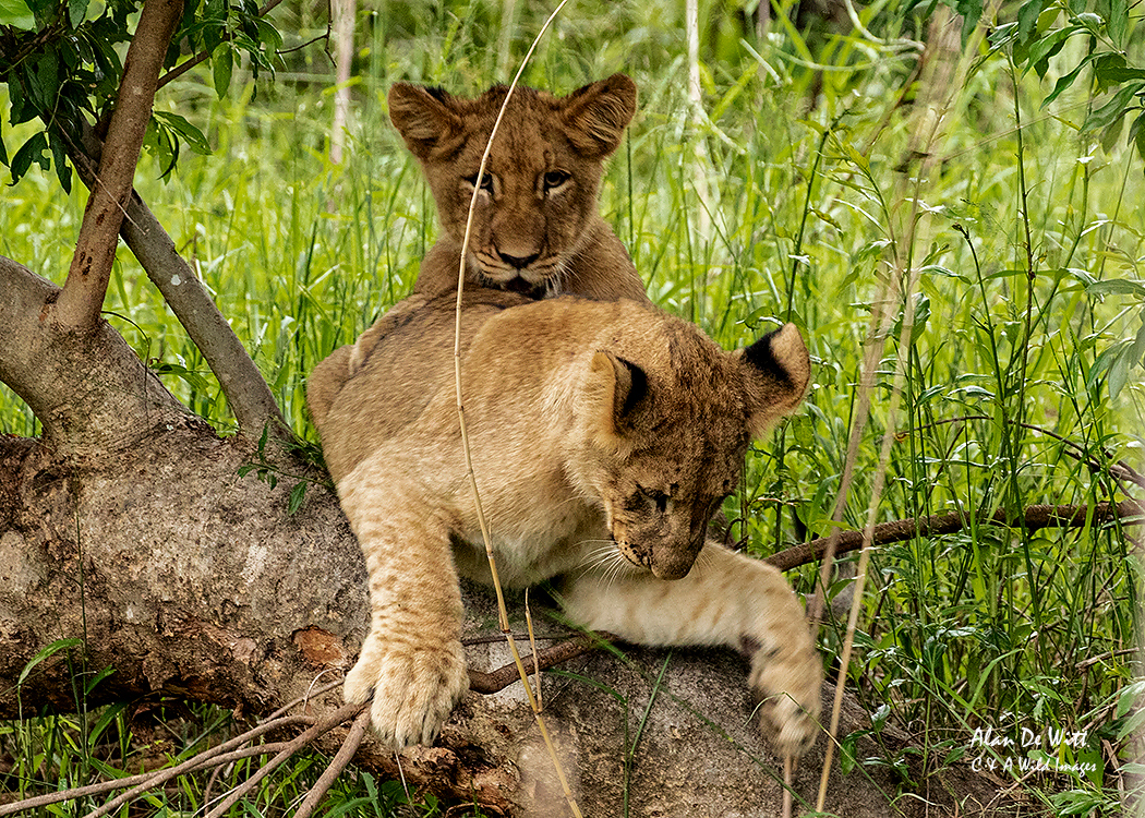 Two of the Lion cubs playing