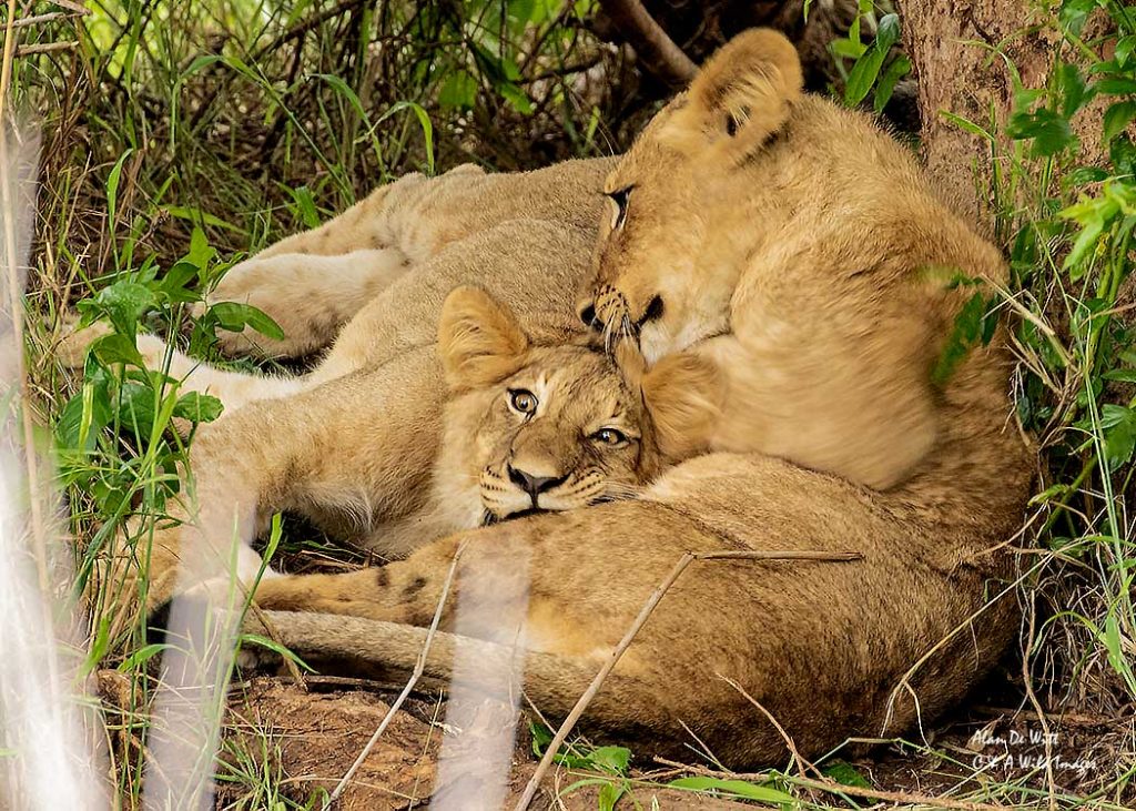 Lion cubs taking a rest