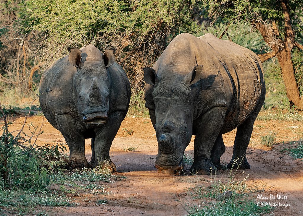 Rhinos at Sundown