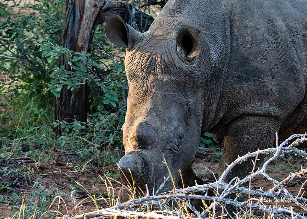 White Rhino grazing at karongwe game reserve