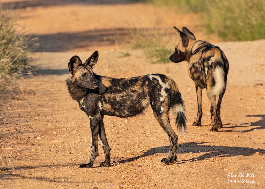 Cape hunting dog, Female 