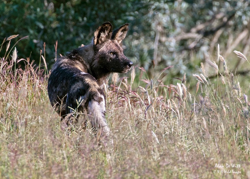 Cape hunting dog, male