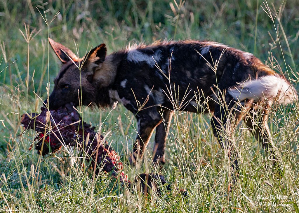 African hunting with carcass.