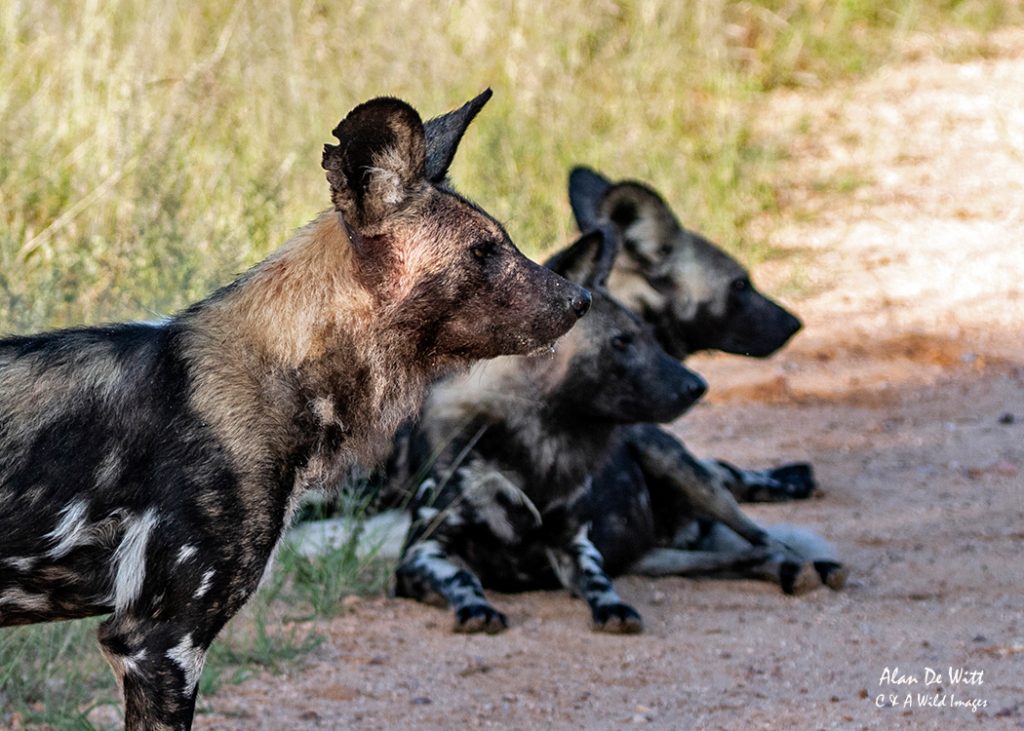 Three members of the African hunting dogs watching the Hyenas