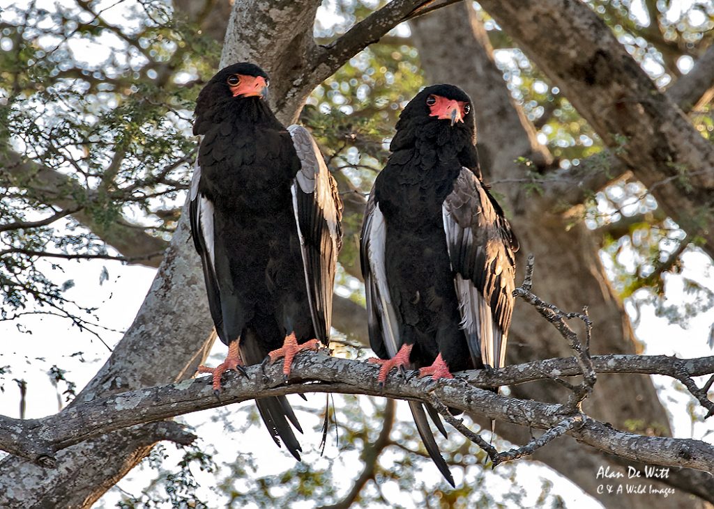 Bateleur Eagles 