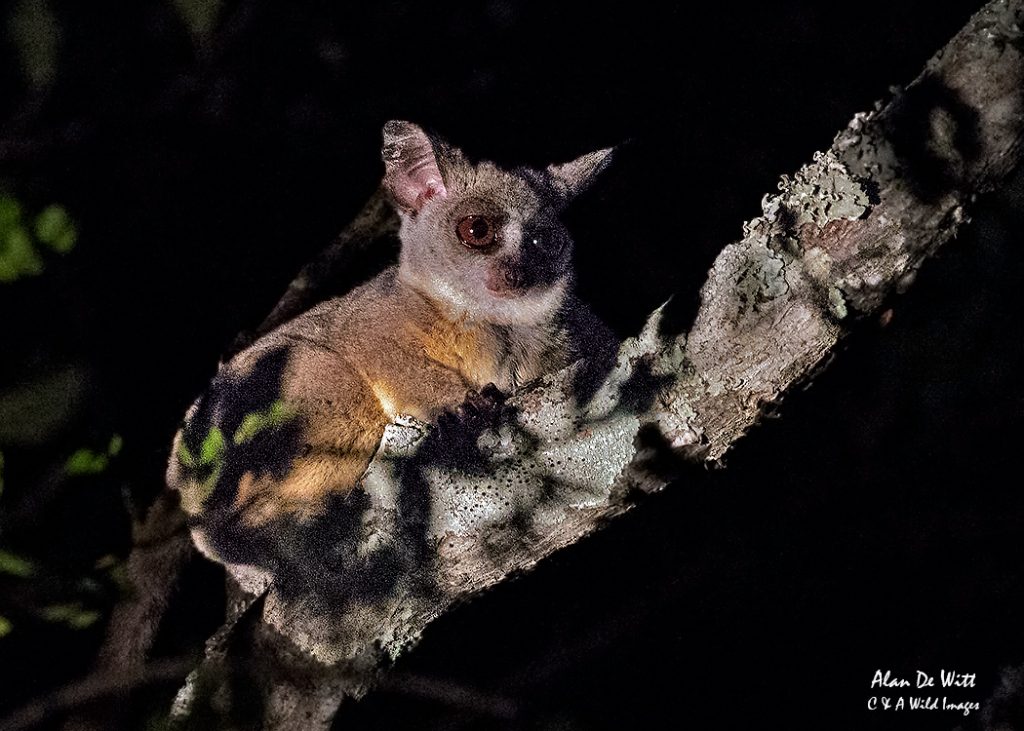 Lesser Bushbaby