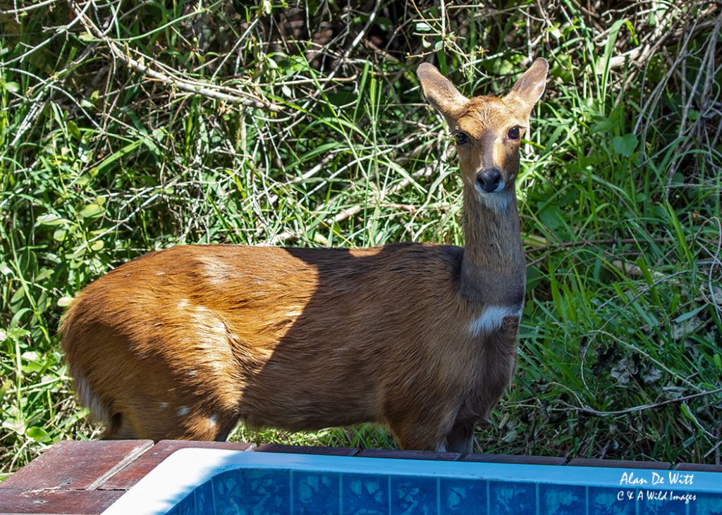 Bushbuck