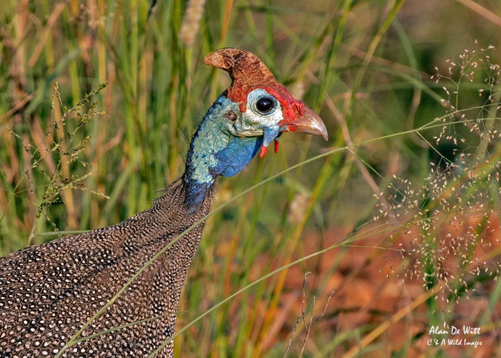 Helmeted Guineafowl