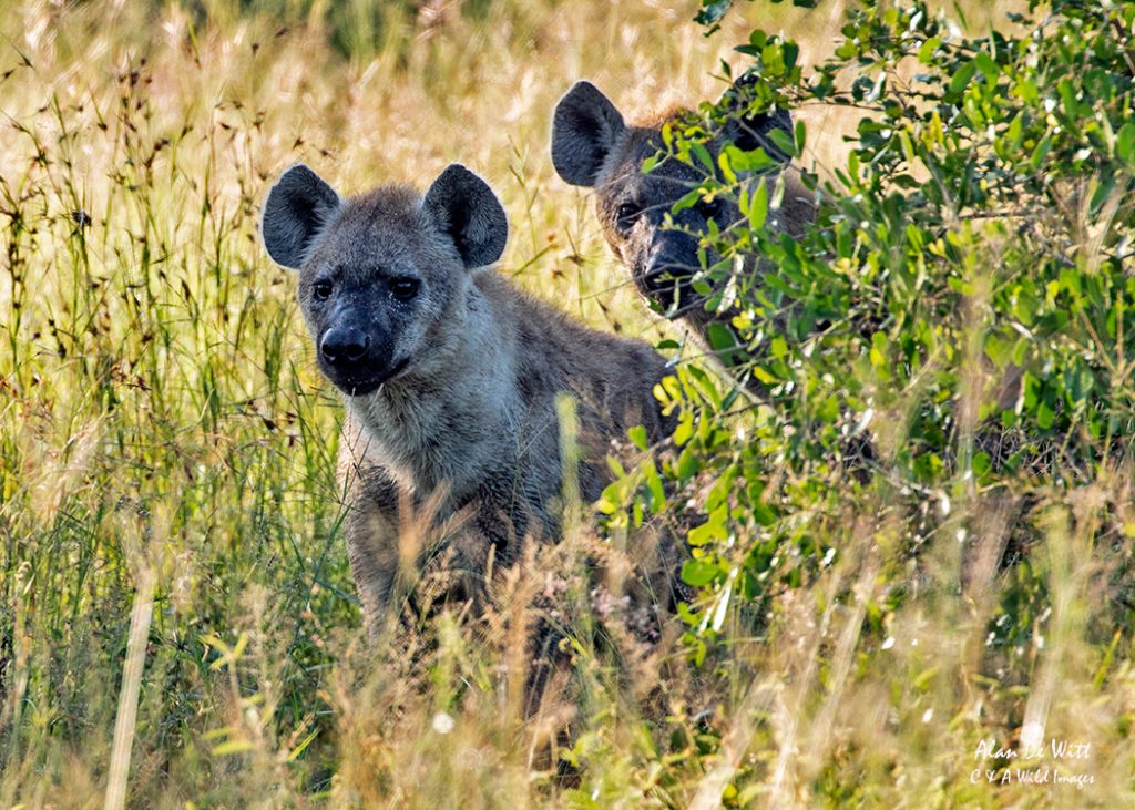 Pair of Hyenas 