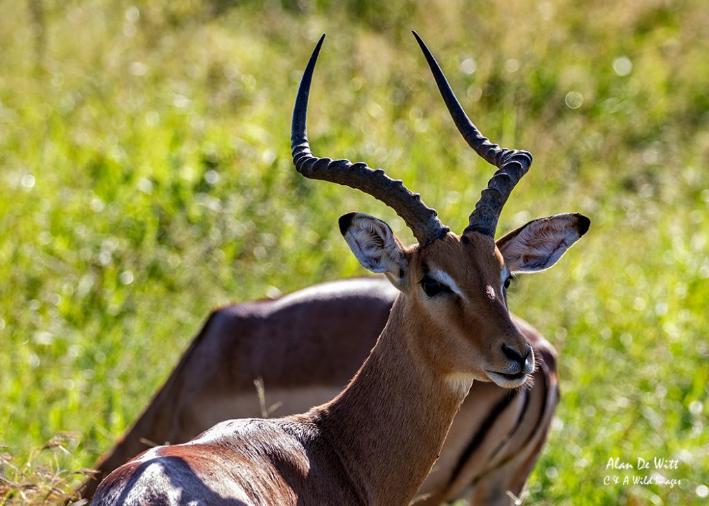Impala