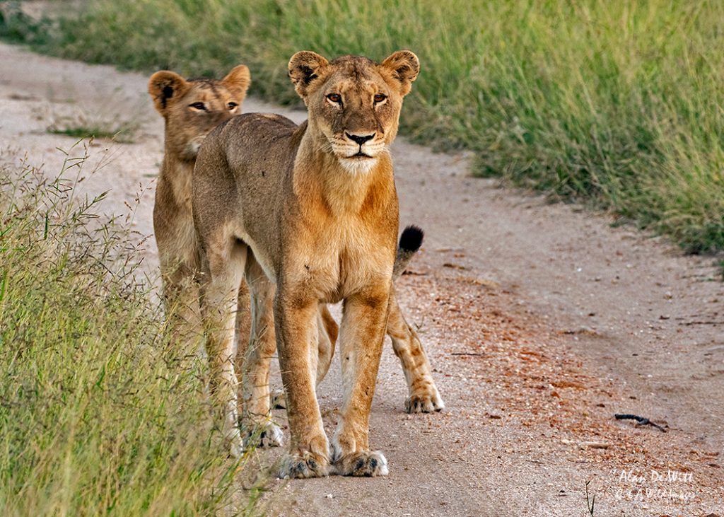 Lioness and cub