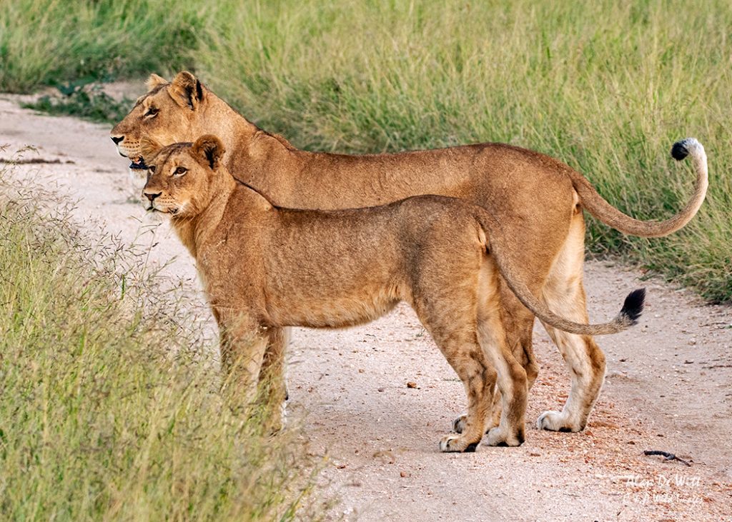Lioness and Cub