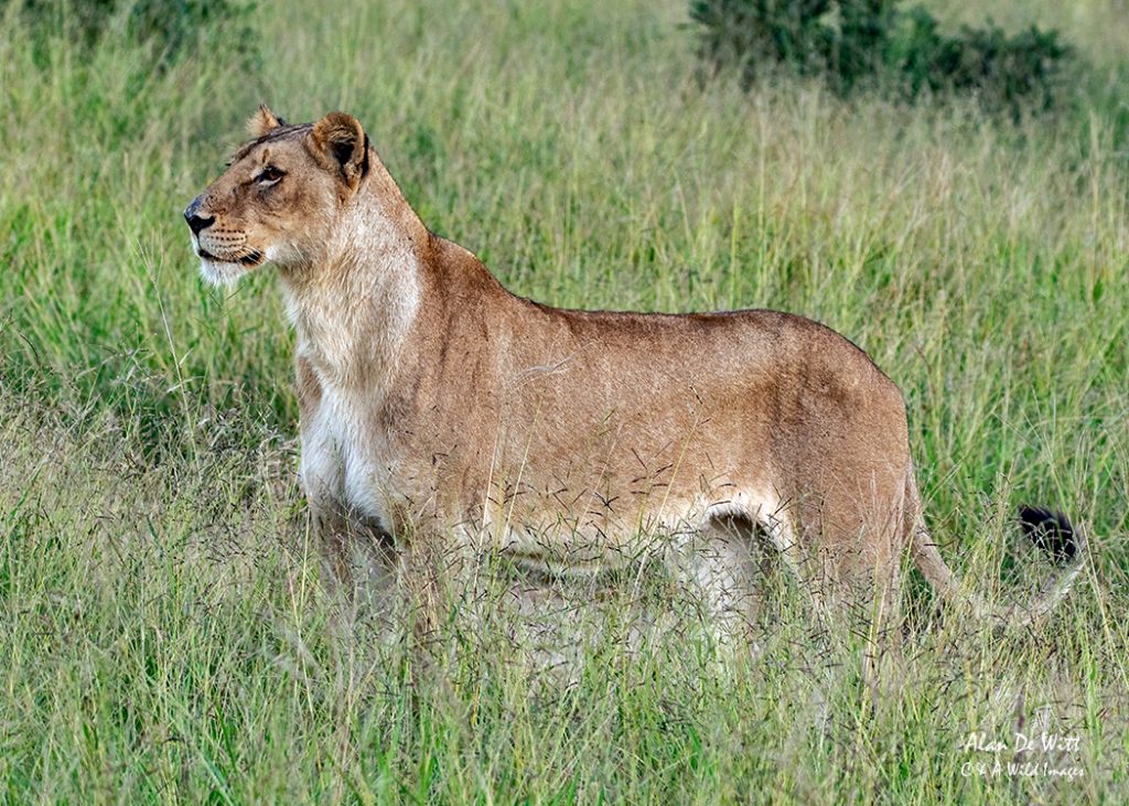 Lioness in the Kruger NP