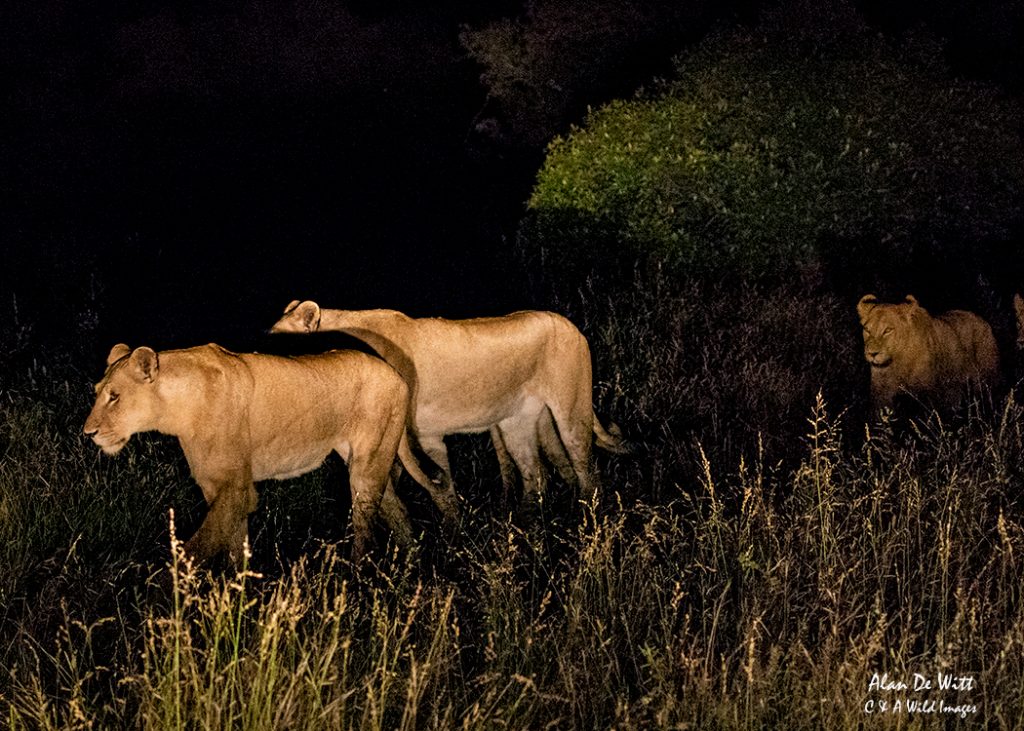 The pride of lions on the move at night