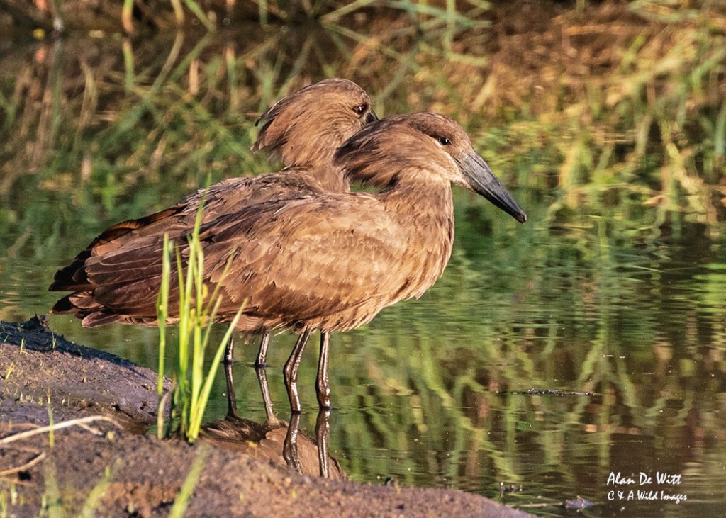 Pair of Hammerkop