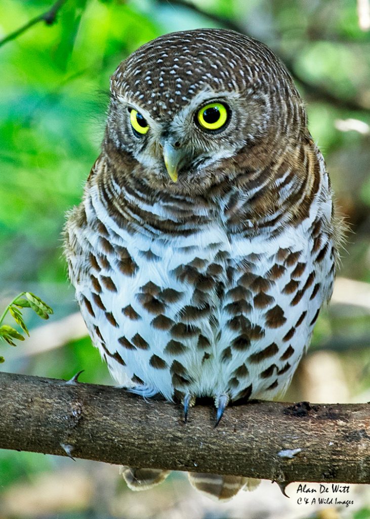 Pearl Spotted Owlet