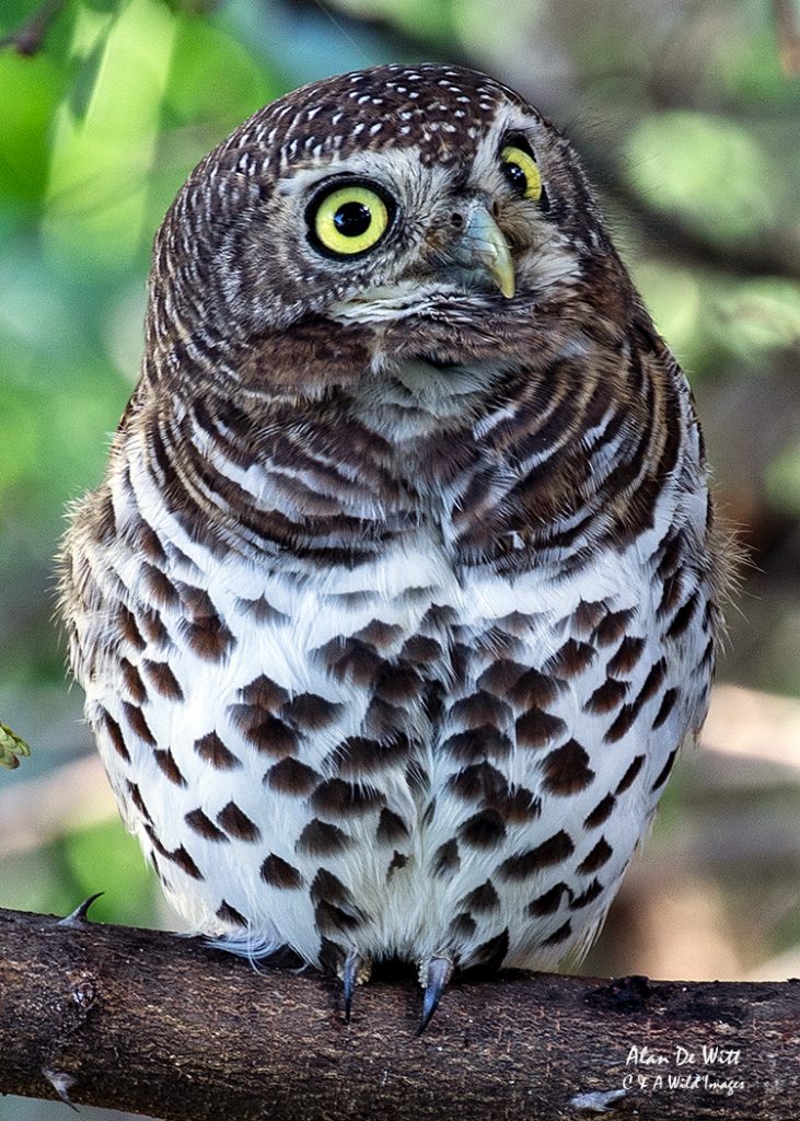 Pearl Spotted Owlet