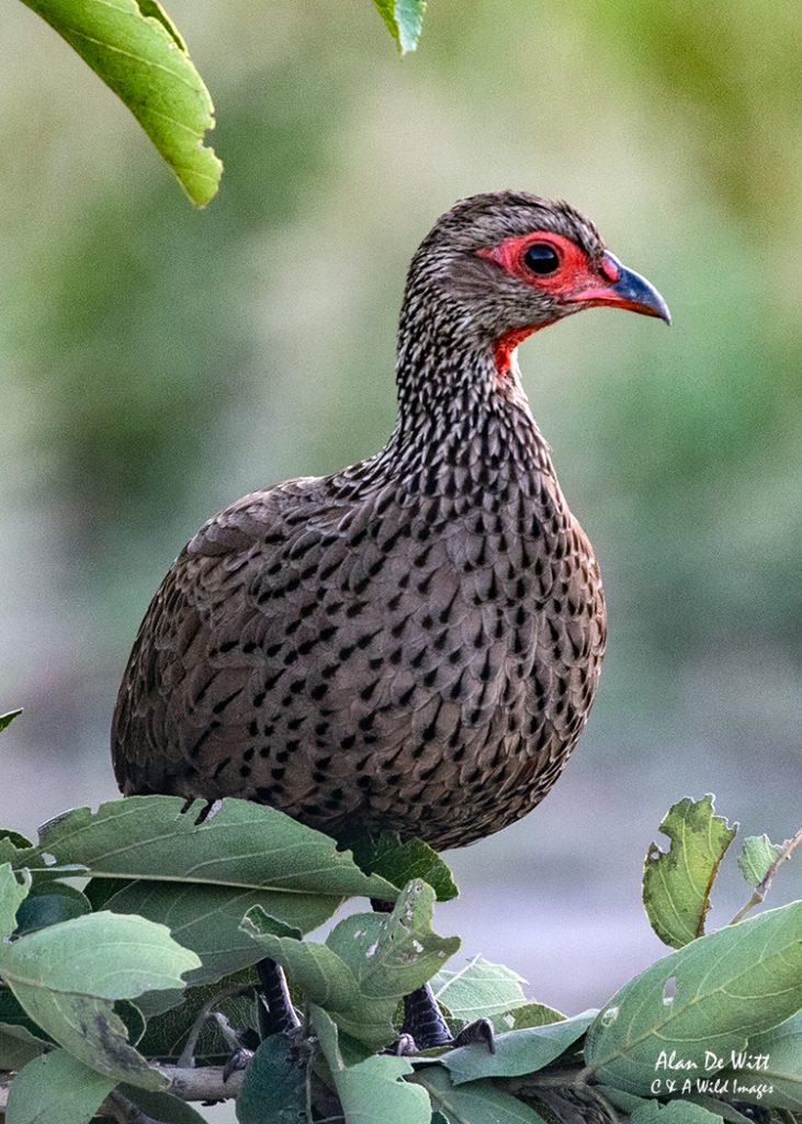 Red necked Francolin